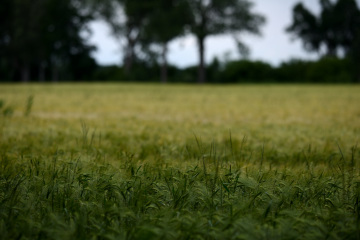 Naturfotografie Kornfeld website dark green